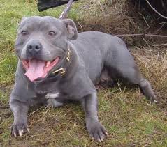 Find american staffordshire terrier puppies and breeders in your area and helpful american staffordshire terrier information. Blue Staffordshire Bull Terrier Staffordshire Bull Terrier Bull Terrier English Staffordshire Bull Terrier
