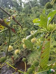 Image result for Mitragyna rubrostipulata