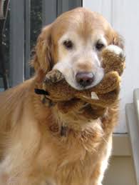 Maybe you would like to learn more about one of these? Faqs About Us Neuse River Golden Retriever Rescue