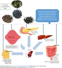 Image result for Canarium schweinfurthii