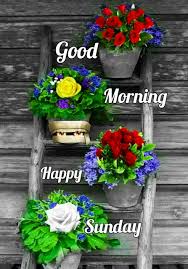 Happy Sunday Quotes Discover Good Morning Images For Whatsapp Free Download Hd Wallpa In 2020 Happy Sunday Flowers Good Morning Happy Sunday Good Morning Sunday Images