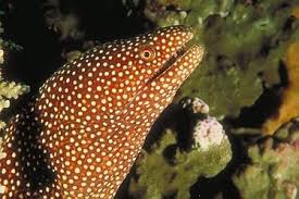 Spotted Moray Eels Moray Eel Water Wonders Pictures