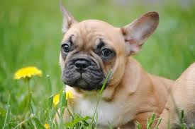 Check spelling or type a new query. What Do I Need To Know About French Bulldog Puppies 8 Necessary Tips Any Bulldog