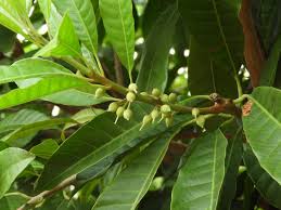 Image result for Pouteria