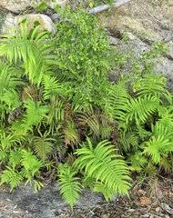 Image result for Christella burundensis