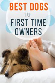 26 Low Maintenance Dog Breeds Best For First Time Owners Low Maintenance Dog Breeds Family Dogs Breeds Best Dog Breeds