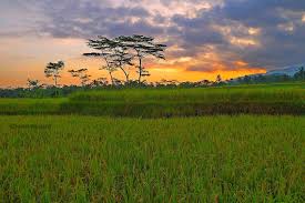 Kumpulan gambar dan foto pemandangan indah dengan kualitas hd 28 Lukisan Pemandangan Sawah Padi Pada Waktu Senja Pemandangan Indah Sekali