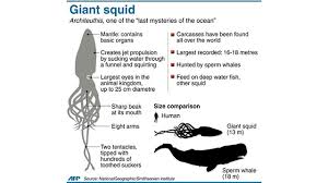 Live Giant Squid Caught On Video Photography Science