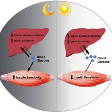 Cartoon Depicting Time Of Day Coordination Between Skeletal Muscle And Download Scientific Diagram Cardiac muscles are those, as you can imagine, in our heart. coordination between skeletal muscle