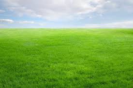 Locher In Einer Wiese Konnen Eine Gefahr Darstellen Wiese Garten Saatgut