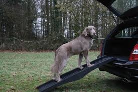 Foldable Dog Ramp Plastic Hundar Djur Plast