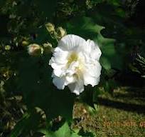 Confederate rose hibiscus blooms and changes color
