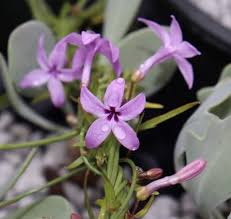 Image result for Cyphia