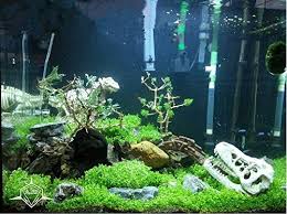 5 awesome betta tank ideas. 11 Of The Latest Betta Fish Tank Accessories For 2021 Guide