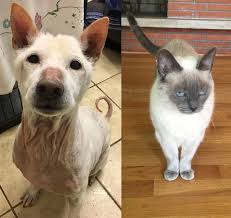 A person interested in rescuing one of these cats needs to be patient and understanding. Shelter Sunday Meet Primo Shiba Inu And Murriah Blue Point Siamese Cat Nepa Scene