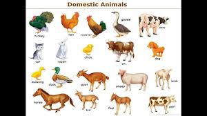 Animals With Their Homes Yahoo Image Search Results Farm Animals List Animals Name In English List Of Animals