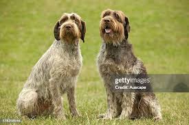 Image result for griffon korthalsův