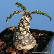 Image result for Dorstenia
