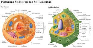 Sebenarnya, struktur sel hewan dan tumbuhan itu pada dasarnya sama. Sebutkan Apa Perbedaan Sel Hewan Dan Sel Tumbuhan