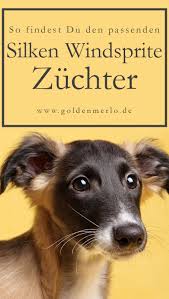 So Findest Du Den Passenden Silken Windsprite Zuchter Silkenwindsprite Windsprite Windhund Sighthound Hund Hunderasse W Hunderassen Hunde Rassen Hunde