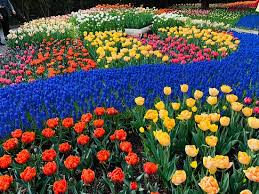 Tulips blooming during the 2018 skagit valley tulip festival. Skagit Tulip Festival Review Of Roozengaarde Display Garden Mount Vernon Wa Tripadvisor