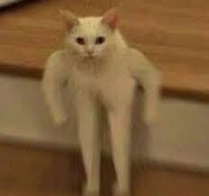 Instagram 1 Bts Funny Cats Animal Memes Cat Memes