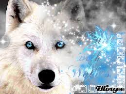 Deviantart is the world's largest online social community for artists and art enthusiasts, allowing people to connect through the creation and sharing of art. White Wolf Pup With Blue Eyes Page 1 Line 17qq Com