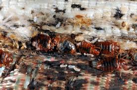 Couches, recliners, and even office chairs are popular hiding spots for bed bugs. Study Identifies Essential Oil Compounds Most Toxic To Bed Bugs Purdue University News