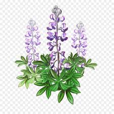 To begin, we will draw the outline of you painting. Lavender Background Png Download 1234 1210 Free Transparent Bluebonnet Png Download Cleanpng Kisspng