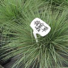 Image result for Melinis minutiflora