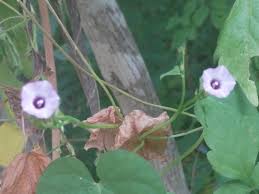 Image result for Ipomoea barteri