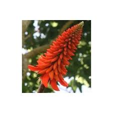 Image result for Erythrina livingstoniana