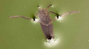 1) all photos must include at least 2 'bugs' (spiders included). Swimming Pool Tips