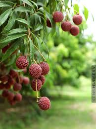Having originated in southern china, the lychee is now grown throughout asia, africa, australia, parts lychees work well in sauces, syrups and preserves, as well as refreshing beverages and delightful cocktails. Delicious Lychee Fruit Tree Litchi Chinensis Kens Nursery