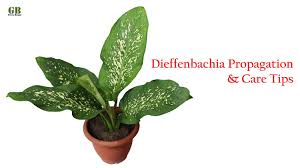 Dieffenbachia Plant Propagation And Care Tips In 2020 Propagating Plants House Plants Cactus Plants