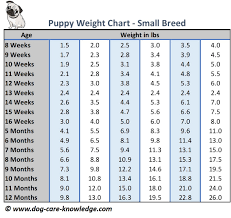 75 most popular morkie weight chart