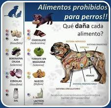 Alimentos Prohibidos Para Perros Mi Perro Mi Amigo