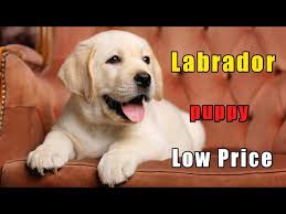 Labrador puppies for adoption in pune. Labrador Puppy Sale In Low Price Labrador Puppy Gwalior Pet Shop Youtube