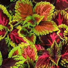 Image result for Coleus guerkei