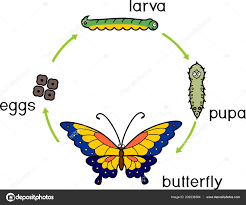 Ciclo De Vida De Una Mariposa Para Ninos Para Colorear Habitos De Ninos