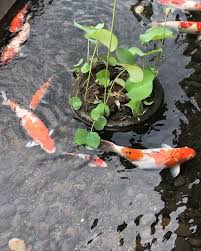 Ecosand Indonesia Di Instagram Ecosand Adalah System Filter Untuk Kolam Ikan Yg Bebas Perawatan Rutin Tidak Usah Cuci Kuras Rutin T Vegetables Stuffed Peppers