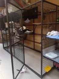 Diy #sangkar #kucing cara membuat sangkar kucing d.i.y sedikit perkongsian tentang buat sangkar kucing guna kabel tie dan jaring brc terpakai. Sangkar Cage Kucing Besar 10ft X 6ft X 4ft Pet Supplies Pet Accessories On Carousell