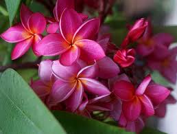 Plumeria Frangipani Catania Botanischer Garten Plumeria Frangipani Plants