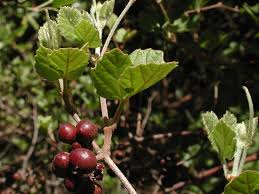 Image result for Rhoicissus tridentata