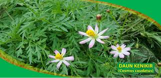 Manfaat daun kenikir untuk melawan kanker biasanya daun kenikir dimanfaatkan sebagai lalapan atau pecel. Daun Kenikir Hilangkan Bau Badan