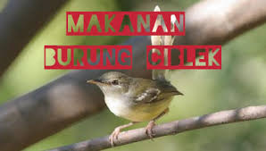 Magic ciblek sawah bisu jadi panas emosi dan nyaut mendengar pancingan ini.bisa untuk masteran mp3 duration 10:27. 7 Jenis Makanan Burung Ciblek Biar Cepat Gacor