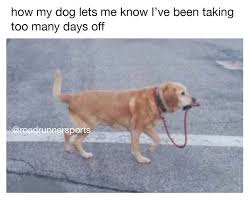 My Dog Keeps Me Motivated Running Meme In 2021 Runner Humor Running Memes Funny Gif