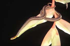 Image result for Amphiasma