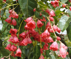 Image result for Brachychiton