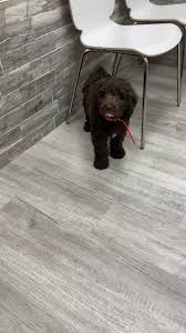 Feel free to see us any time during our business hours. Pet Check Urgent Care Home Facebook